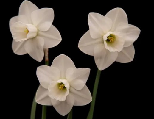 尘螨是过敏“罪魁祸首”(图1)